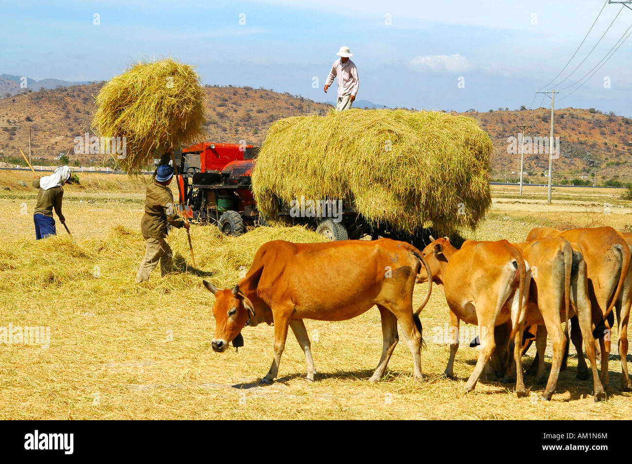 Rendendo il fieno, Binh Thuan provincia meridionale del Vietnam Foto Stock