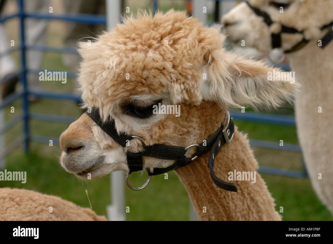 Alpaca giovane vitello in una penna a Honiton spettacolo agricolo Devon Foto Stock