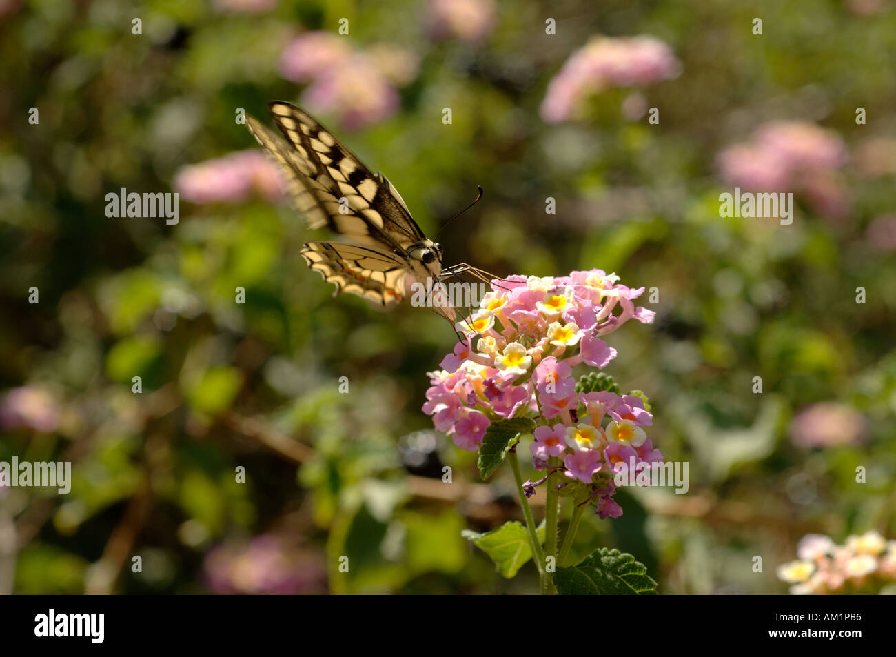 Coda forcuta butterfly Papilio machaon alimentazione da Lantana camara fiori Foto Stock