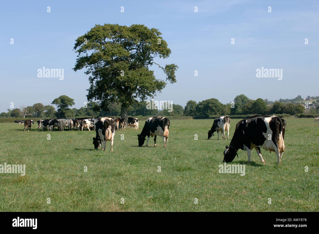 Holstein il frisone vacche da latte al pascolo estivo in erba Devon Foto Stock