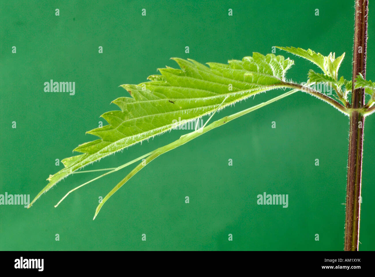 Unione Stick insetto (Bacillus rossii), seduta sul lato inferiore di una foglia Foto Stock
