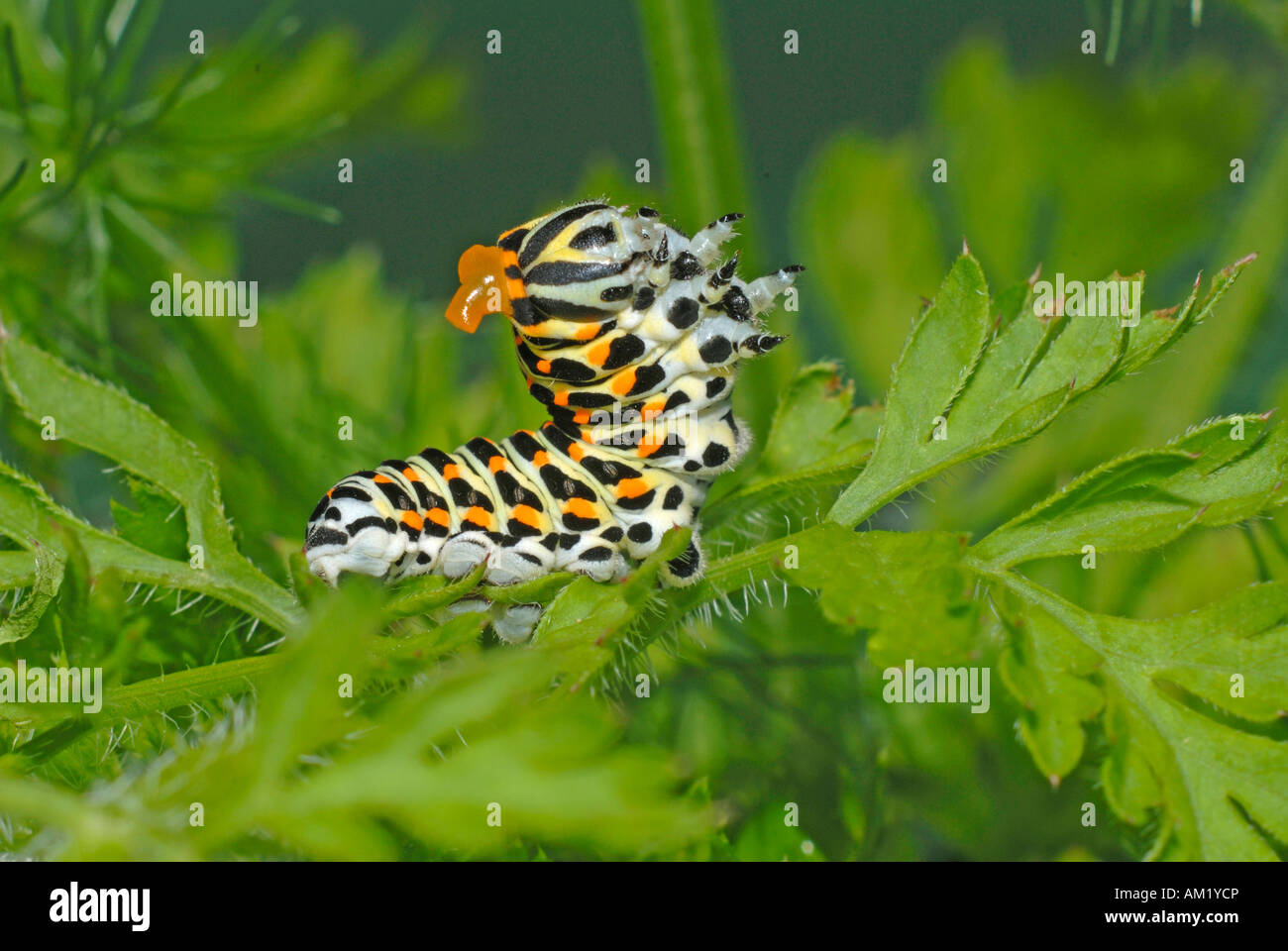 Coda forcuta (Papilio machaon). Caterpillar culatte fino quando vengono minacciati e spruzza un cattivo odore di liquido Foto Stock