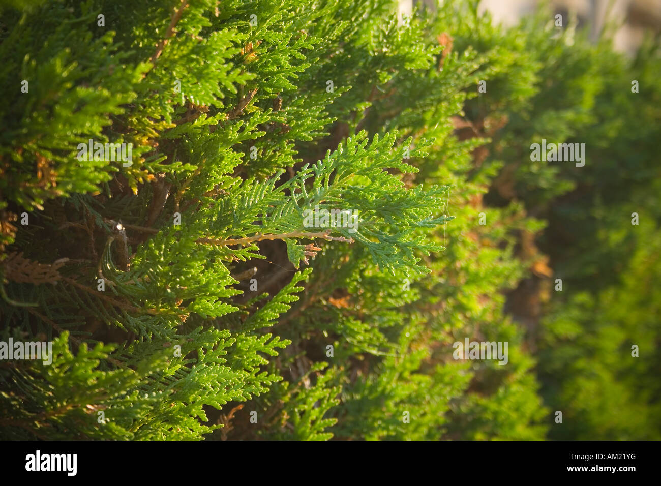 Thuja orientalis close up Foto Stock