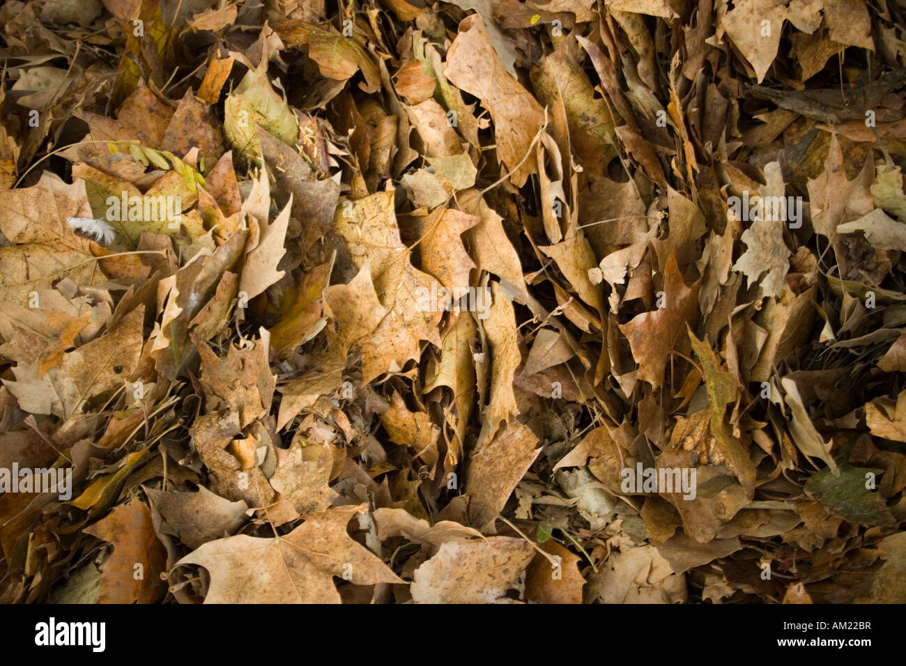 Foglie di autunno caduti - sfondo Foto Stock