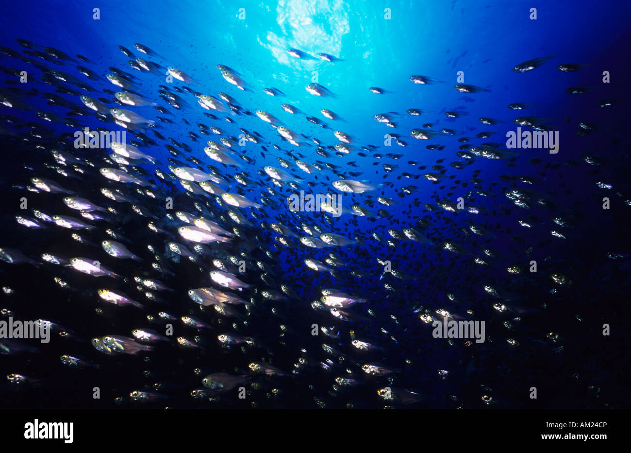 Glassfish sul Carnatic nave relitto, Mar Rosso egiziano. Mar Rosso scopa pigmeo. (Parapriacanthus guentheri) Foto Stock
