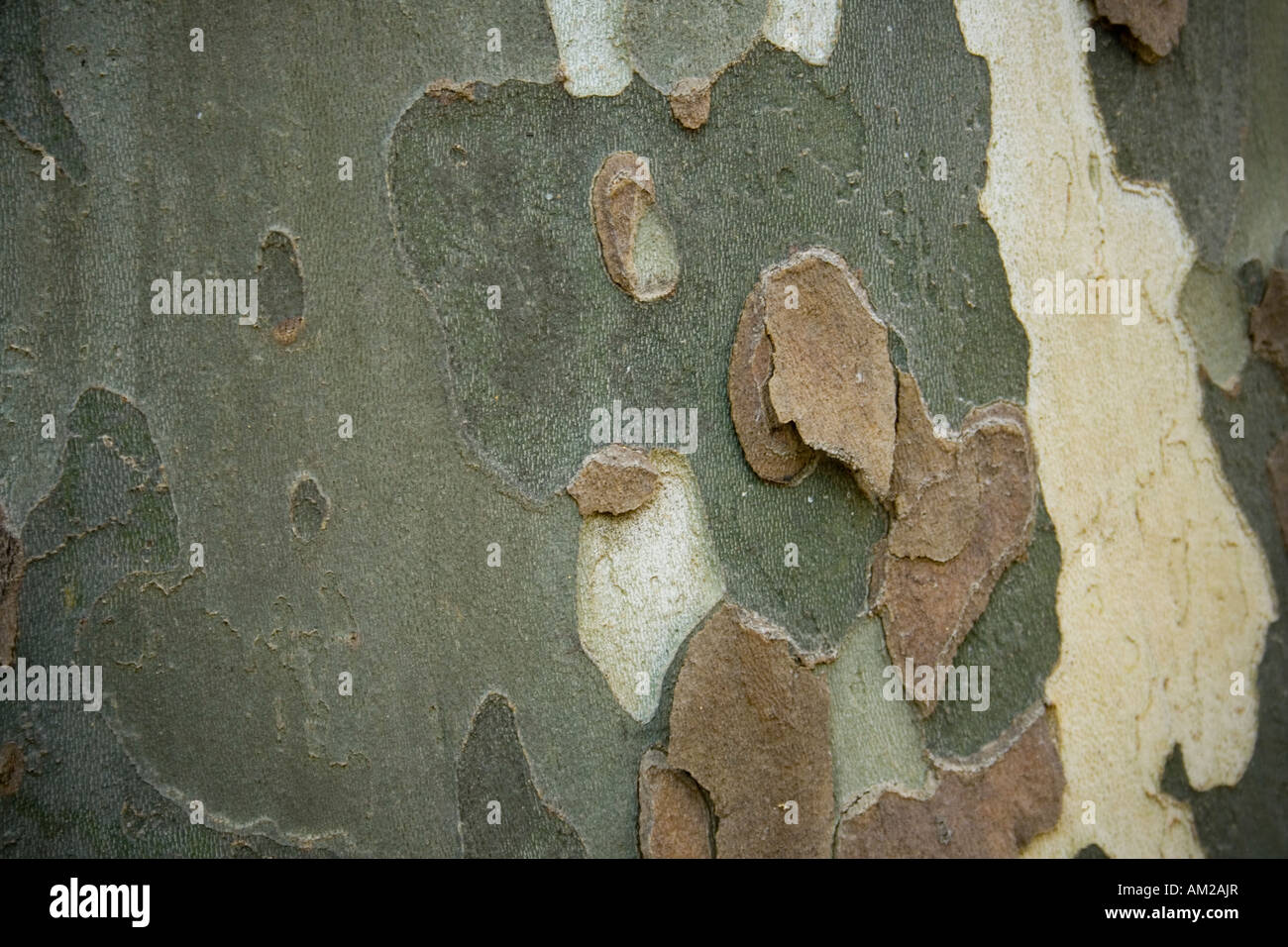 Platanus hybrida o hispanicus, tronco di albero 2- sfondo Foto Stock