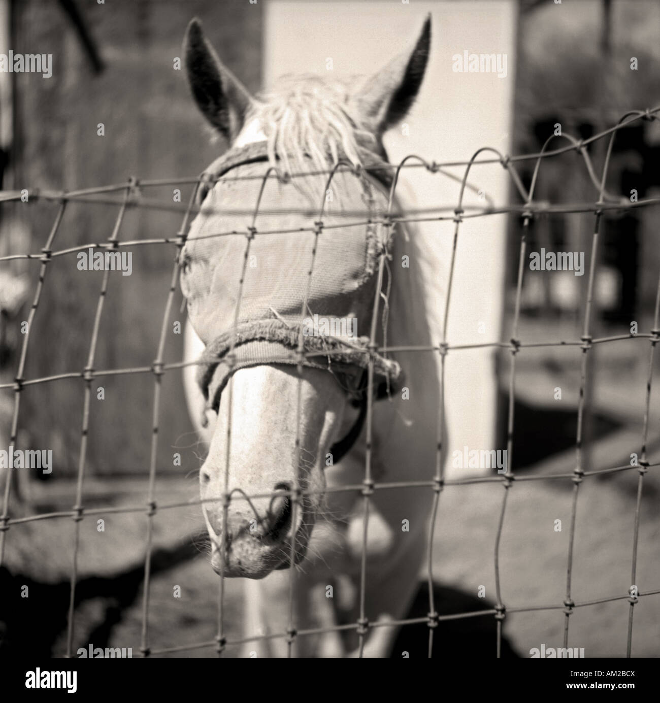 Cavallo con blinders su Foto Stock