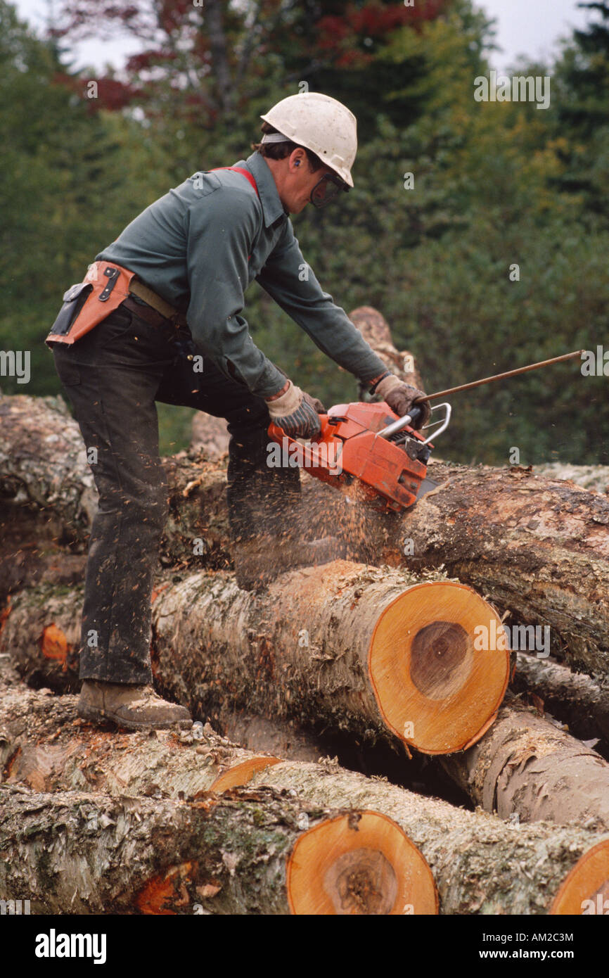 Un Francese Canadese Logger lo consente un taglio con sega a nastro nei boschi del nord del New Hampshire USA Foto Stock