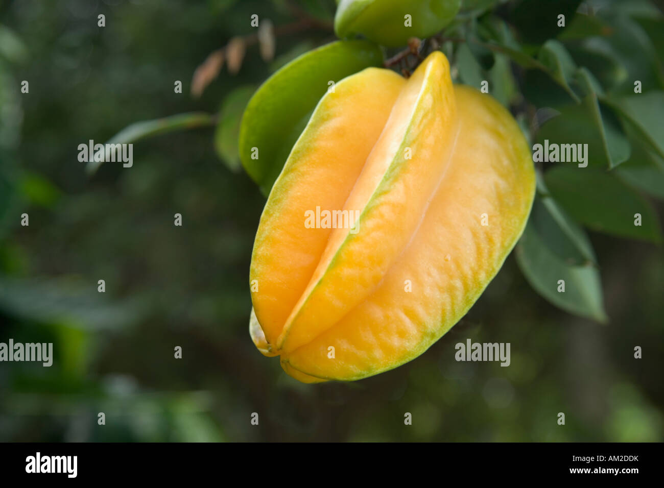 Starfruit maturo, ramo. Foto Stock