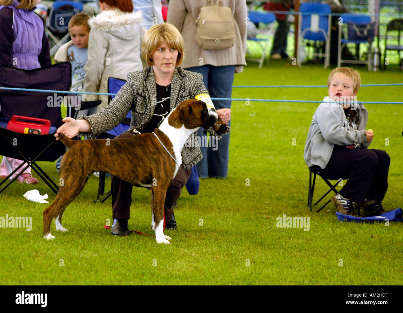 Scottish Kennel Club show di Edimburgo cane Boxer Foto Stock
