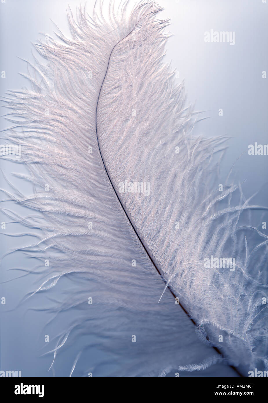 Bella, bianco di piume di struzzo con pennacchio aggraziato e fronde feathery. Foto Stock