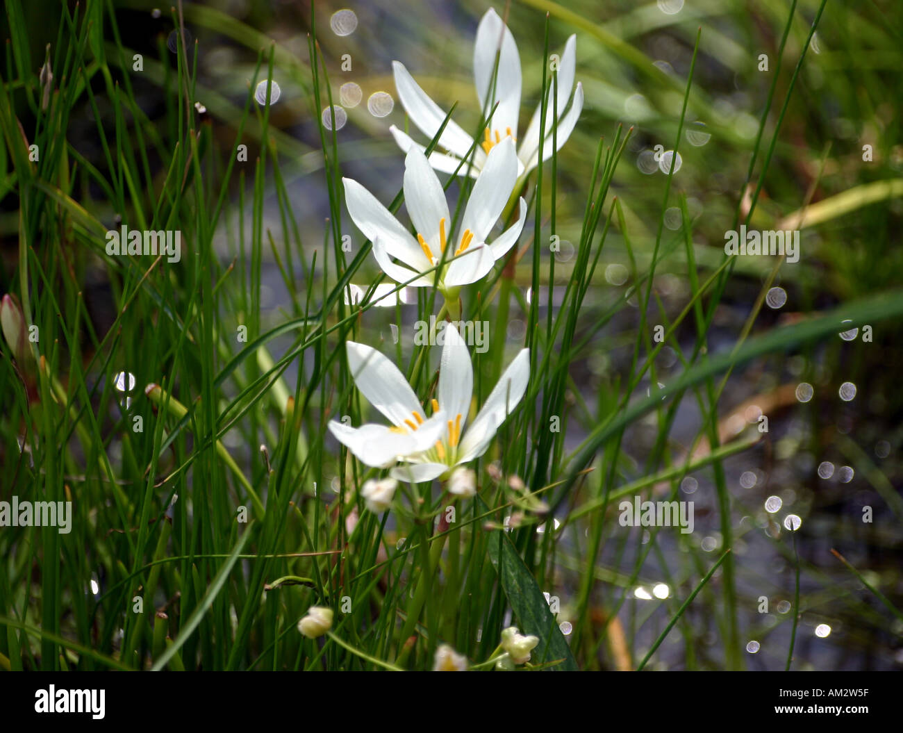 Wild Marsh Flowersgrowing in un giardino di acqua a Chicago Botanic Garden Foto Stock