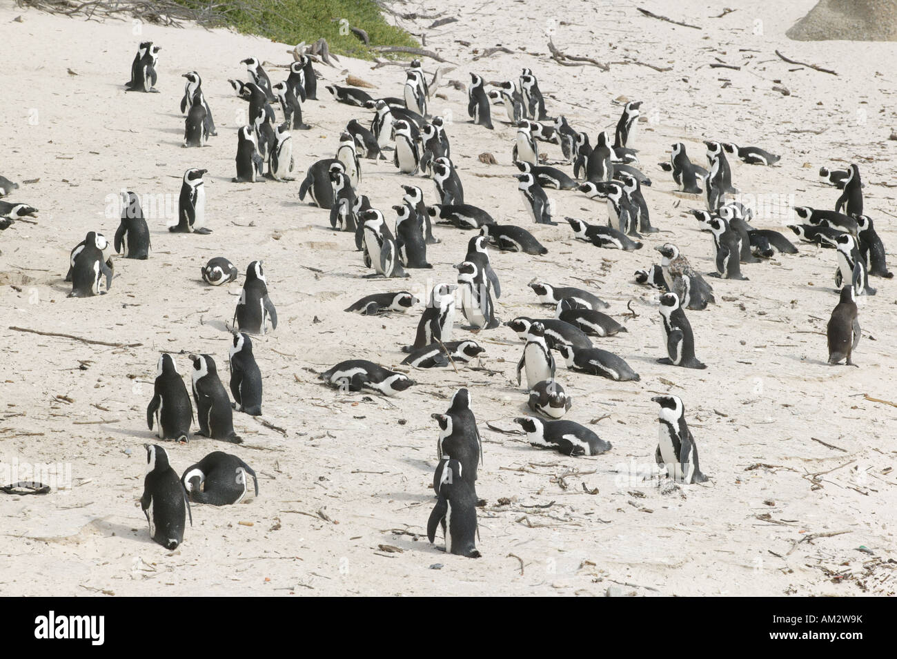 La colonia dei Pinguini africani (Spheniscus demersus), Capo di Buona Speranza, Sud Africa Foto Stock