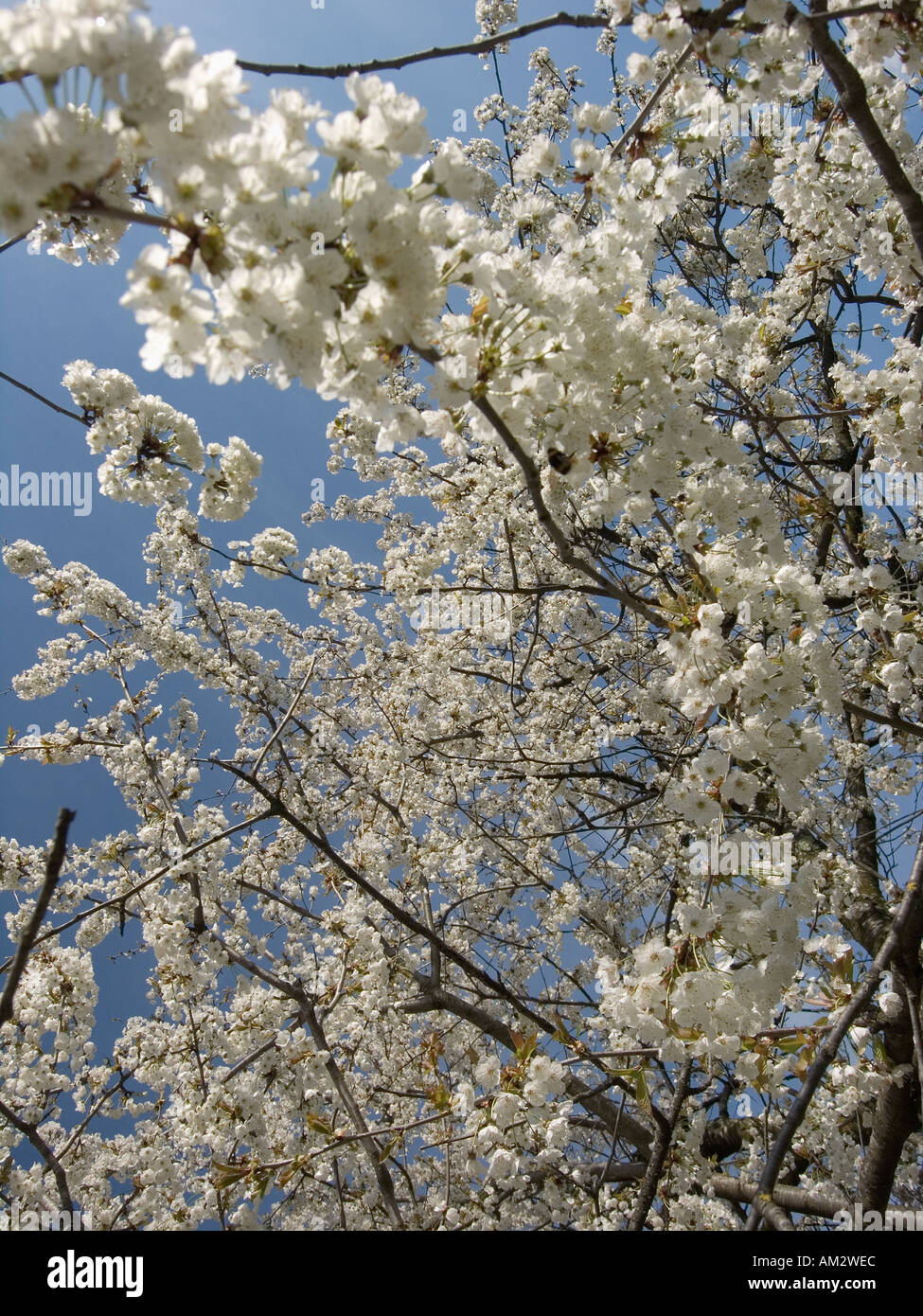 Toscana settentrionale Italia primavera fiori bianchi in albero da frutto  in Appennino Foto stock - Alamy