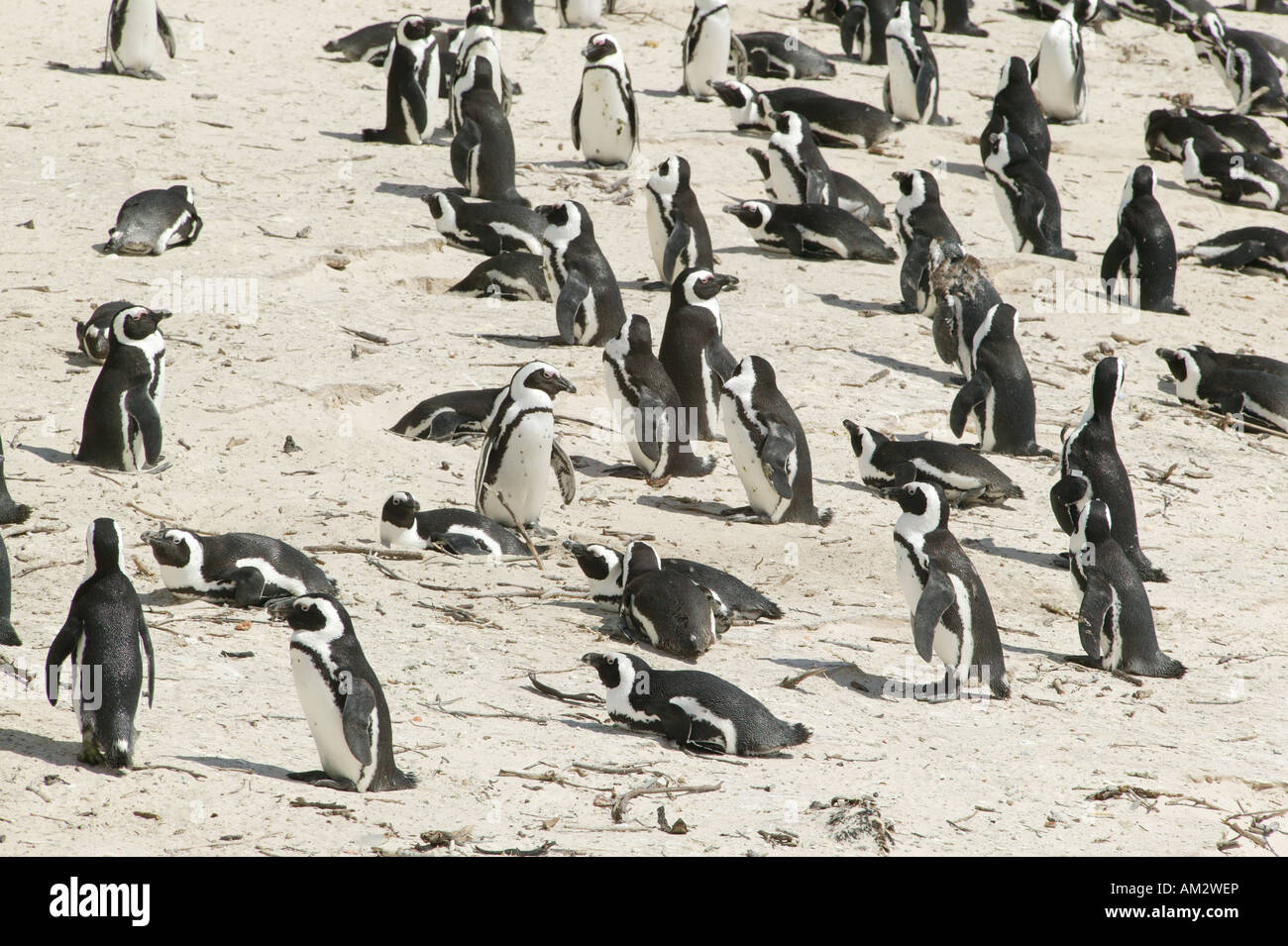 La colonia dei Pinguini africani (Spheniscus demersus), Capo di Buona Speranza, Sud Africa Foto Stock