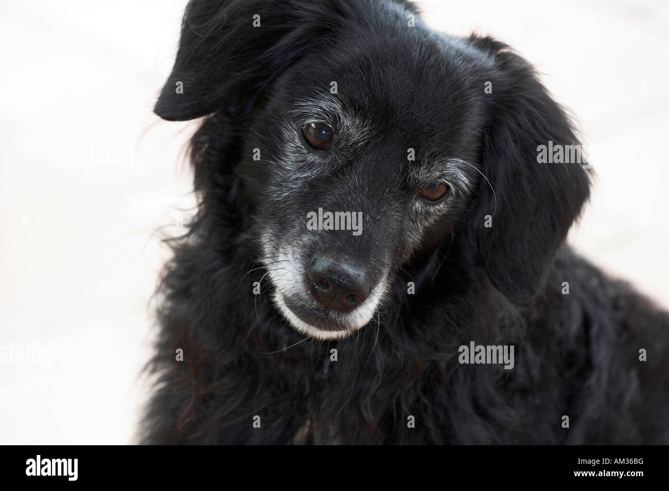Piccolo cane nero sembra infelice, ritratto, tagliate Foto Stock