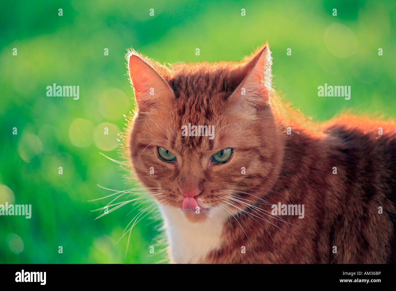 Rosso tabby cat, ritratto Foto Stock