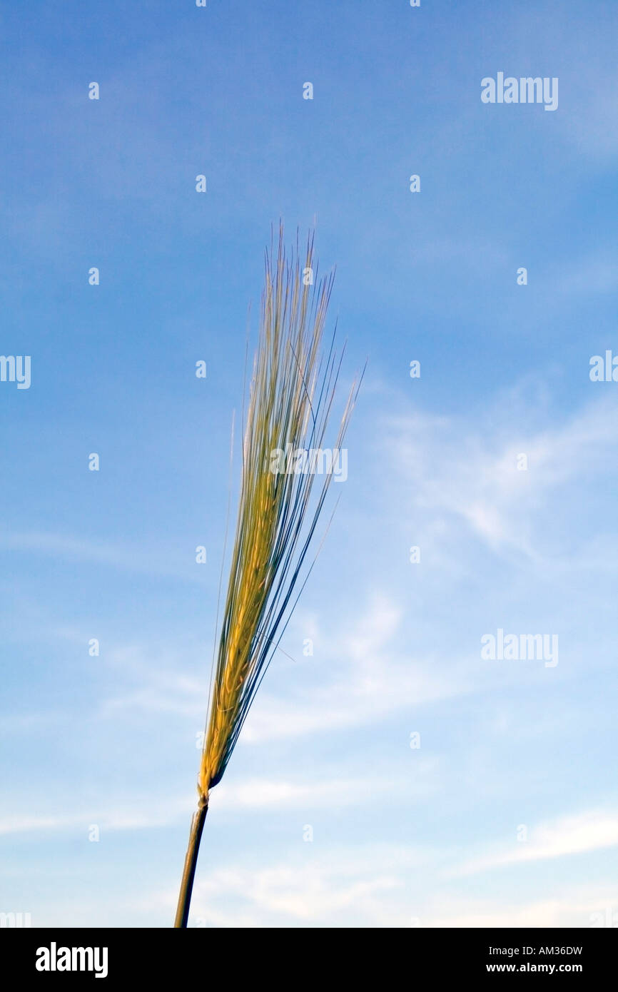 Orecchio di segale Secale cereale Foto Stock