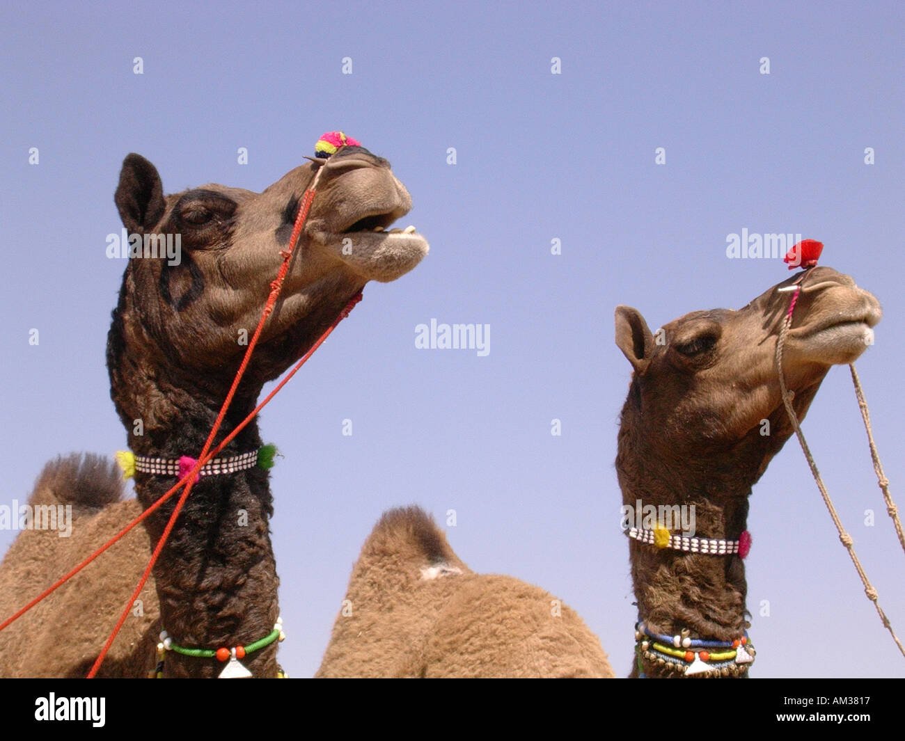 Due ben vestito cammelli a Puskar camel fair Foto Stock