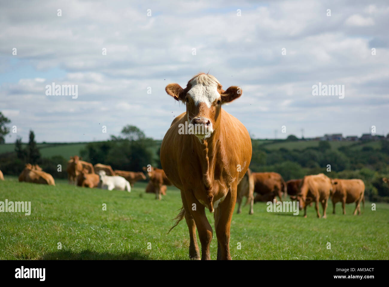 Mucca con un sacco di mosche che ronzavano in Foto Stock