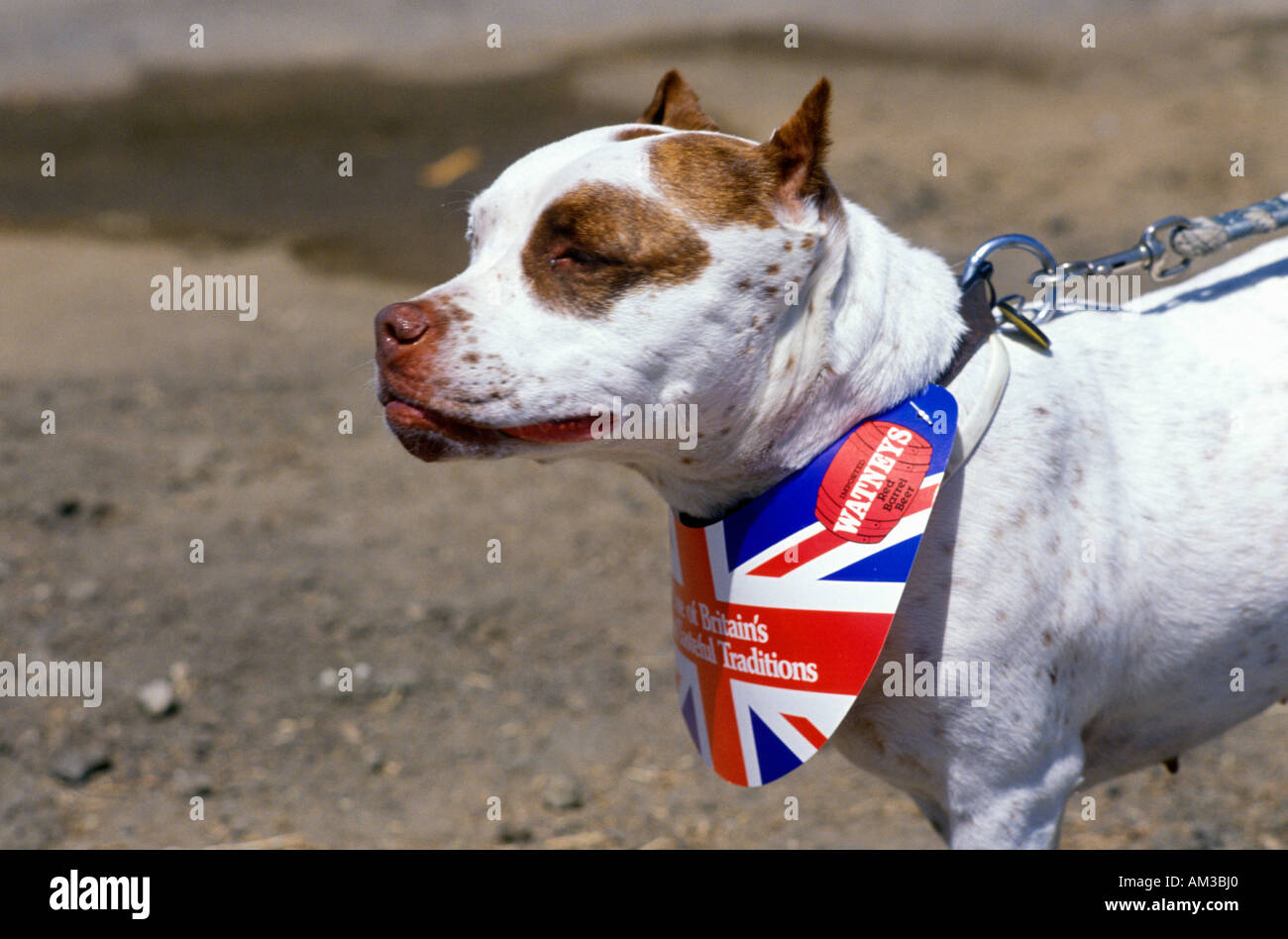 Piccolo Cane con British neckerchief Foto Stock