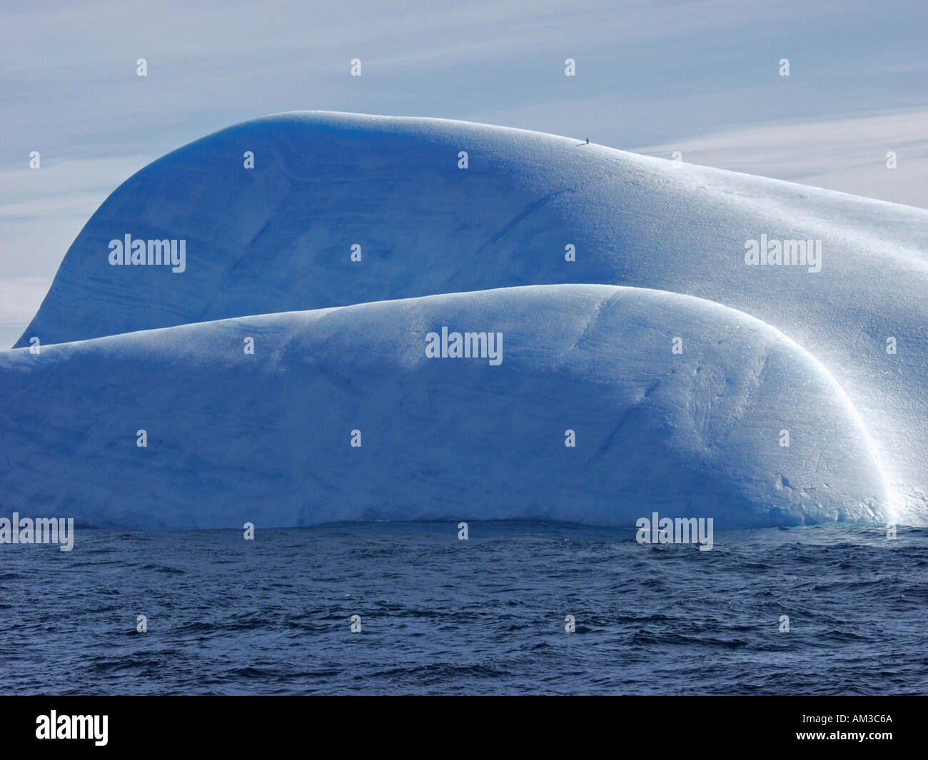 Un pinguino solitario sulla punta di un iceberg vicino a galleggiante sull'isola King George Antartide Foto Stock