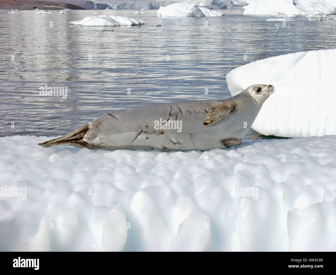 E' una foca Crabeater lobodon carcinophagus poggia su un iceberg in Paradise Harbour aka Paradise Bay Antartide Foto Stock