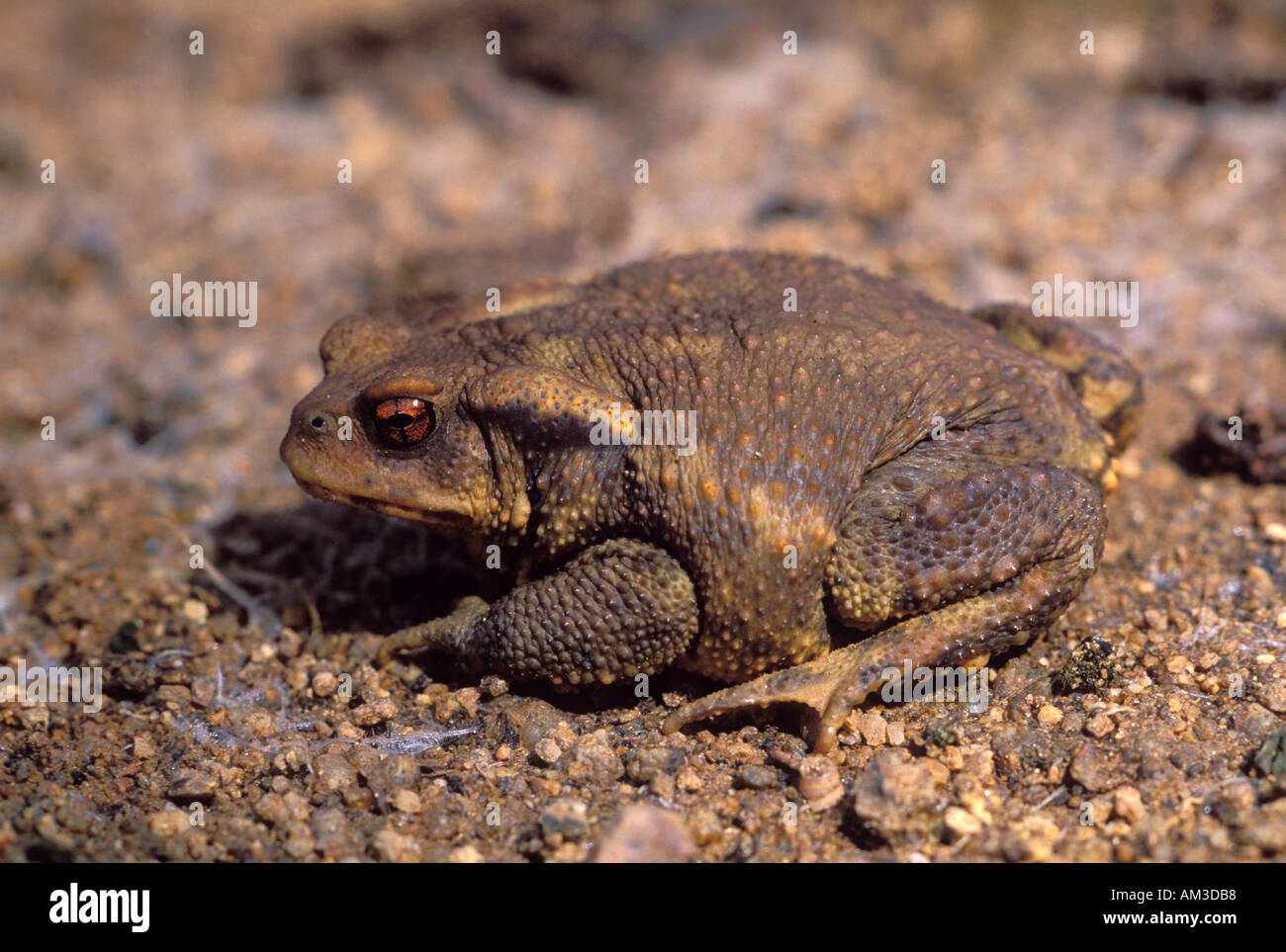 Il rospo comune, Bufo bufo. Sul terreno Foto Stock