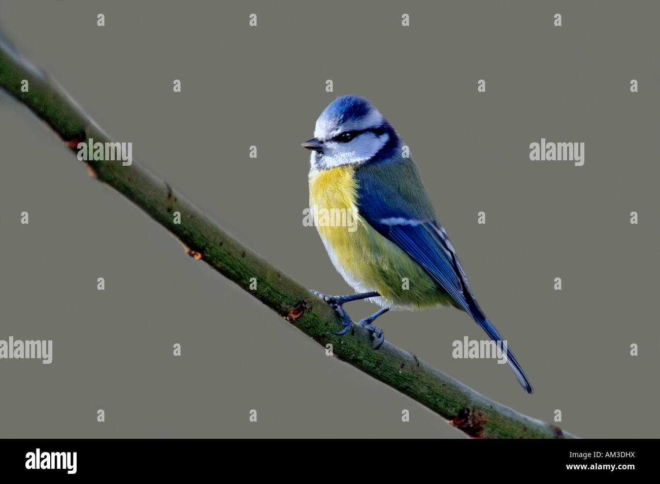 Uccello, il canto degli uccelli, blu tit Foto Stock