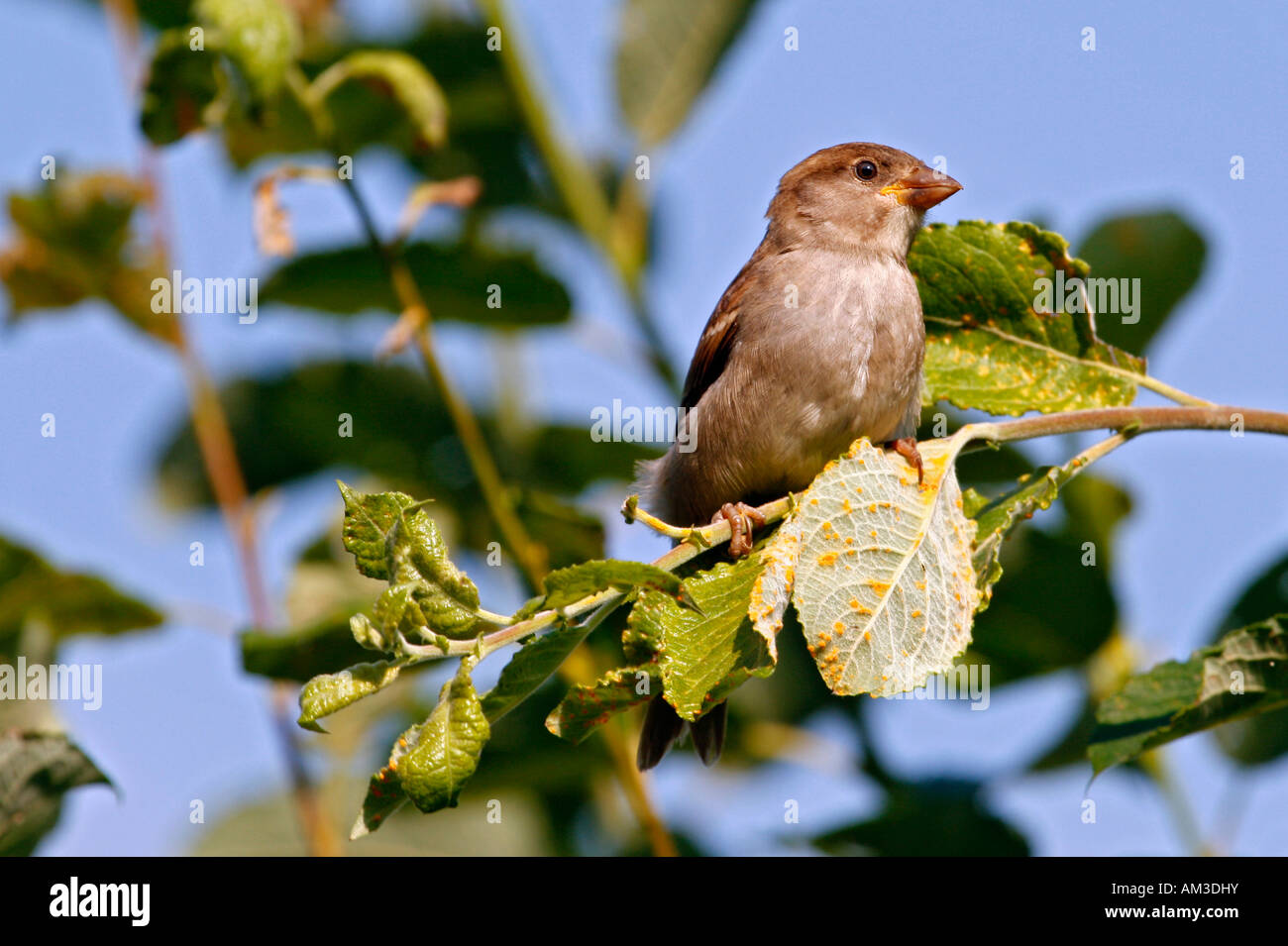 Uccello, il canto degli uccelli, sparrow Foto Stock