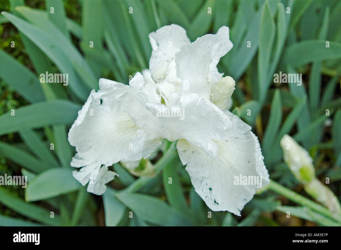 Iris, mostrato durante la pioggia nel Giardino di Sissinghurst, Sissinghurst, Gran Bretagna Foto Stock