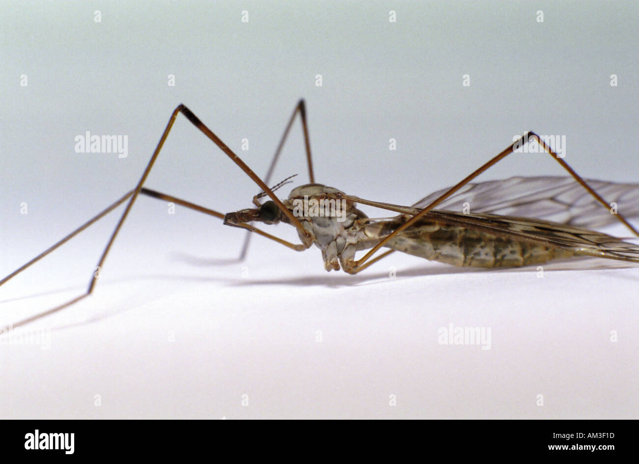 Cranefly Foto Stock