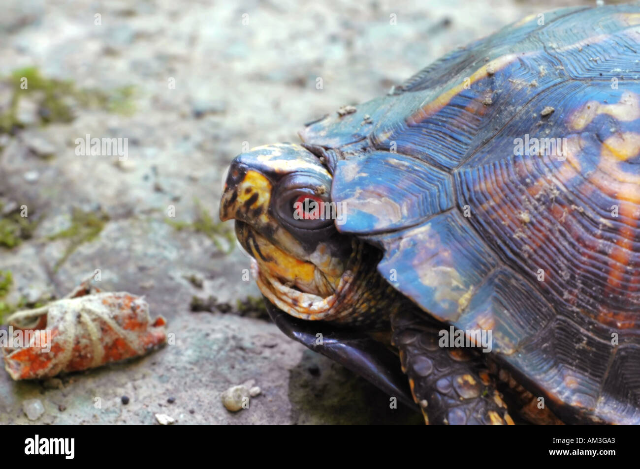 Maschio scatola orientale turtle della specie terrapene carolina Foto Stock
