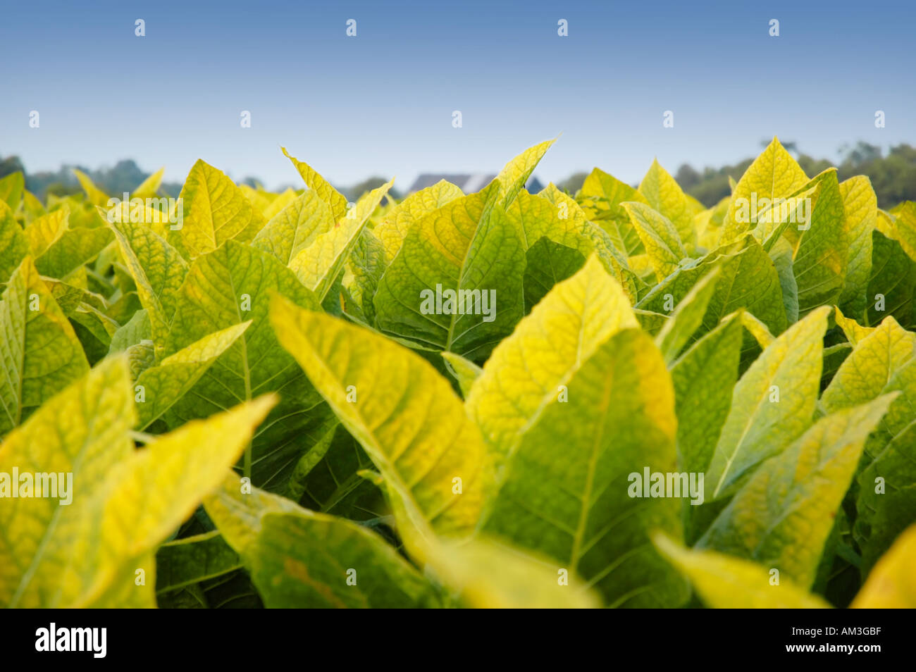 Burley piante di tabacco la maturazione nei campi e quasi pronti per il raccolto nella zona di Bluegrass del Kentucky negli Stati Uniti Foto Stock