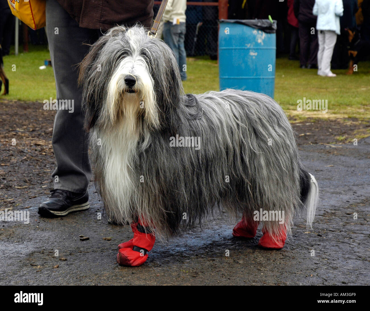 Scottish Kennel Club SHow edinburgh old english sheepdog Foto Stock