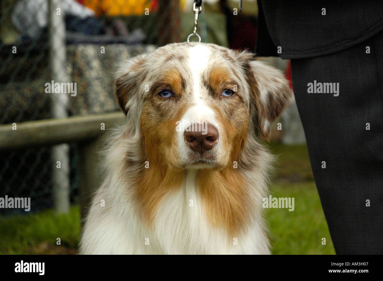 Scottish Kennel Club SHow edinburgh giudicare giudicare hound dog canine Foto Stock