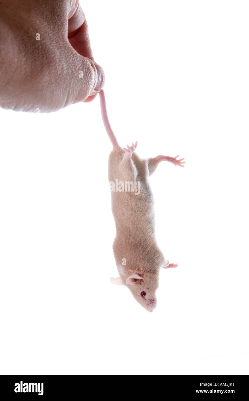 Tan mouse essendo trattenuto dalla coda isolato su bianco Foto Stock