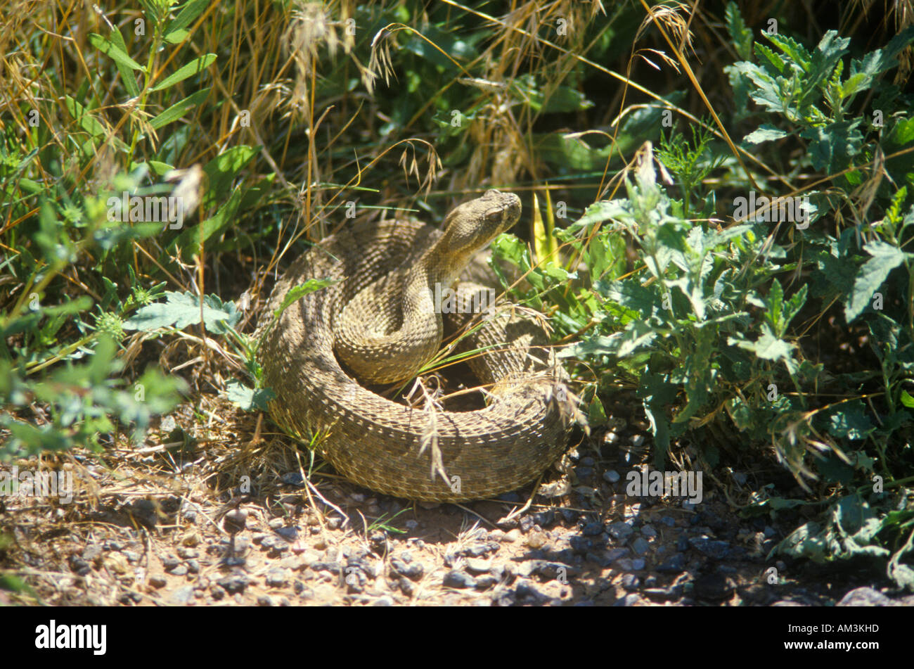 Spiralato Rattlesnake NM Foto Stock