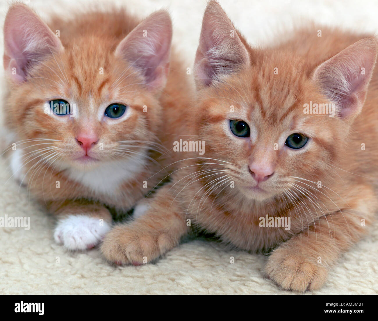 Due Ginger Tom i gattini di 6 settimane Foto Stock