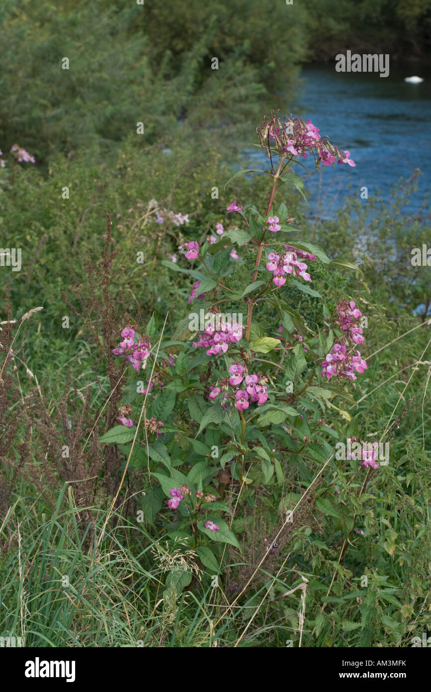 Balsamo himalayana piante invadenti rive del fiume Wye Regno Unito Foto Stock