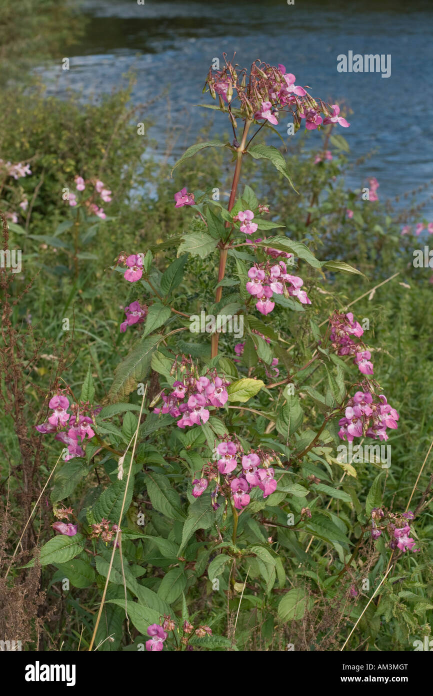Balsamo himalayana piante invadenti rive del fiume Wye Regno Unito Foto Stock