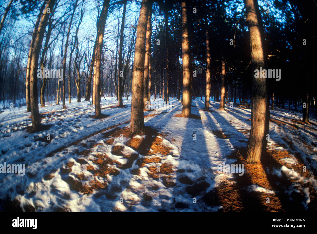 Foresta in inverno VT Foto Stock