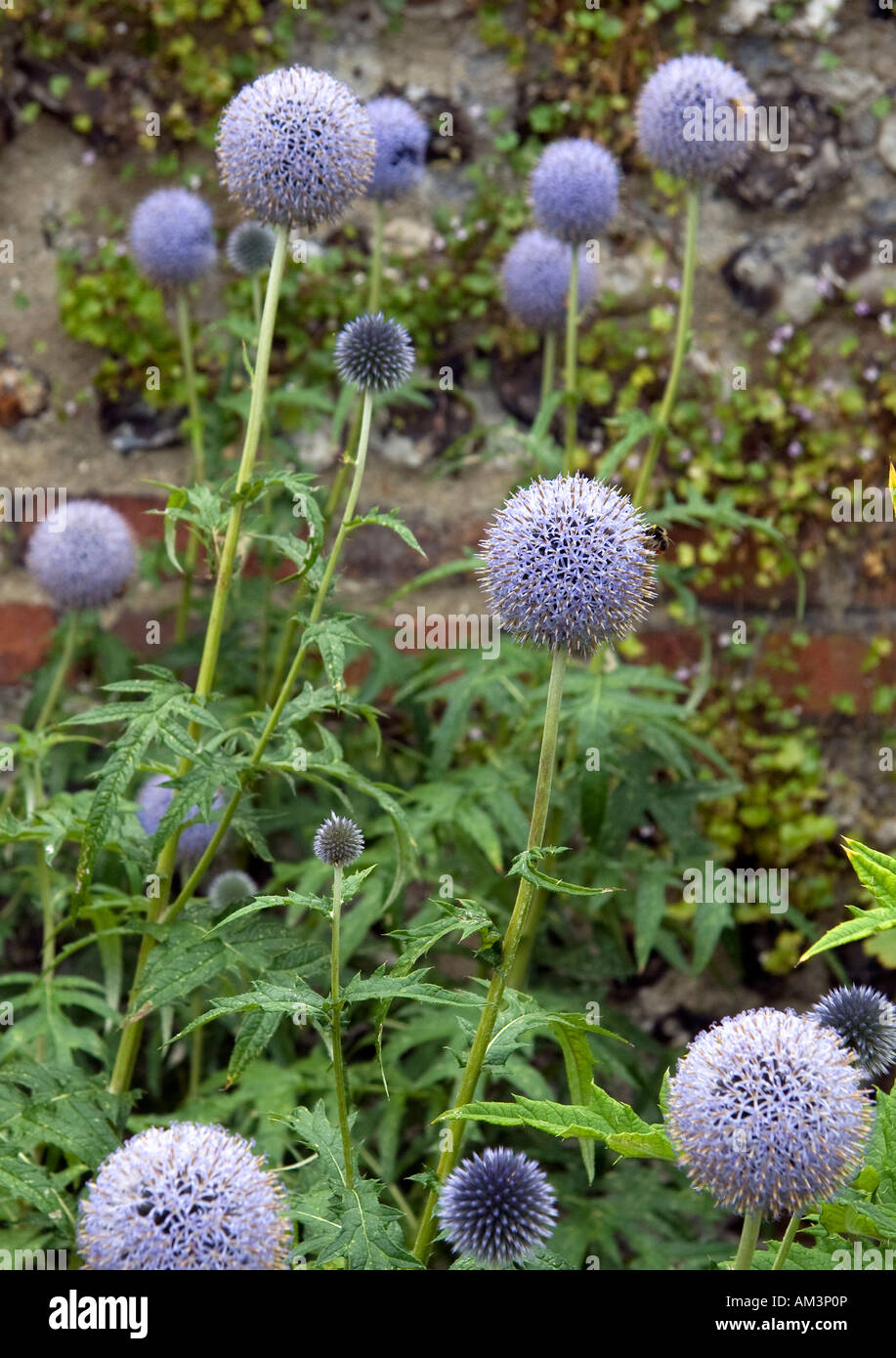 Un primo piano di Globe thistle Echinops ritro fiori foglie contro Foto Stock