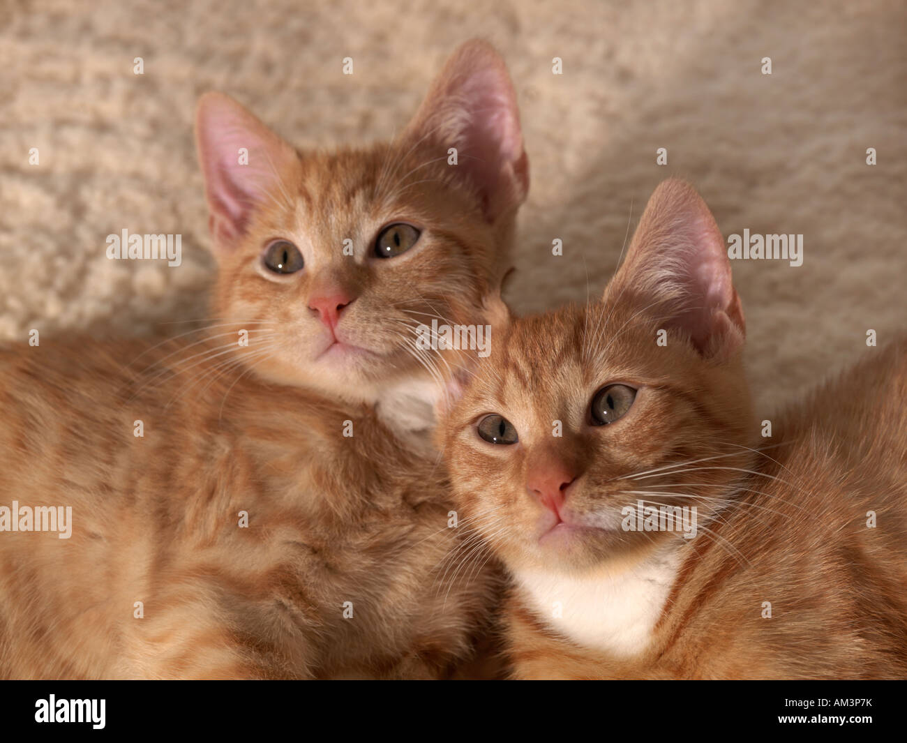 Due dieci settimane vecchio Ginger Tom gattini Foto Stock
