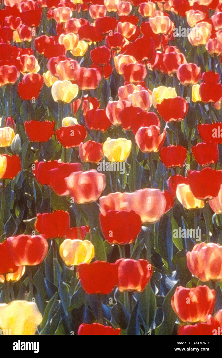 Immagine digitalizzata di tulipani in fiore in primavera a Washington DC Foto Stock