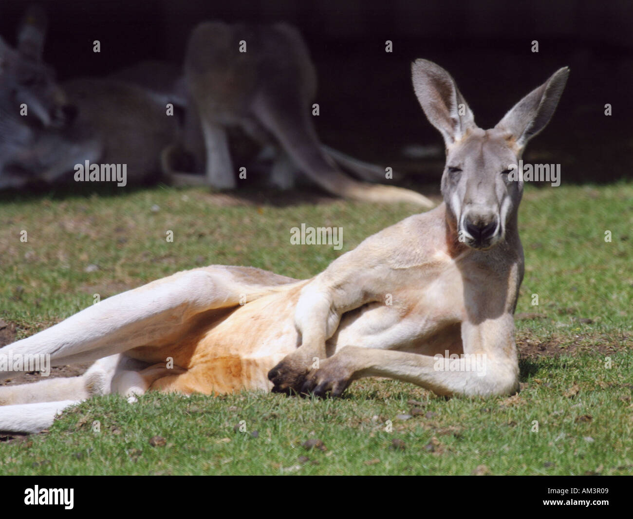 Un canguro si rilassa sotto il sole e si appoggia sul suo gomito Foto Stock