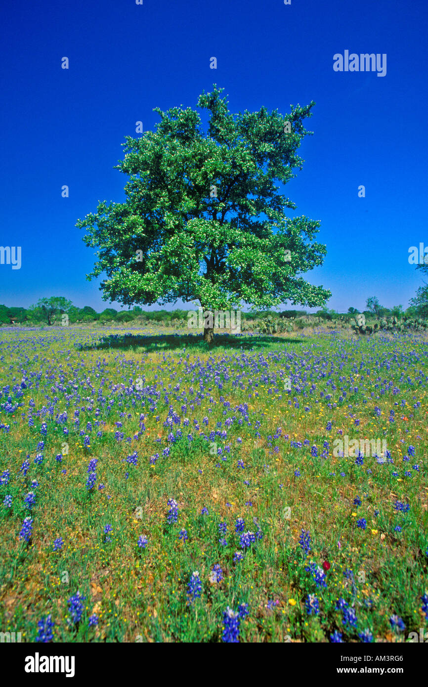 Bluebonnets in fiore con albero sulla collina primavera Willow City Loop Road TX Foto Stock