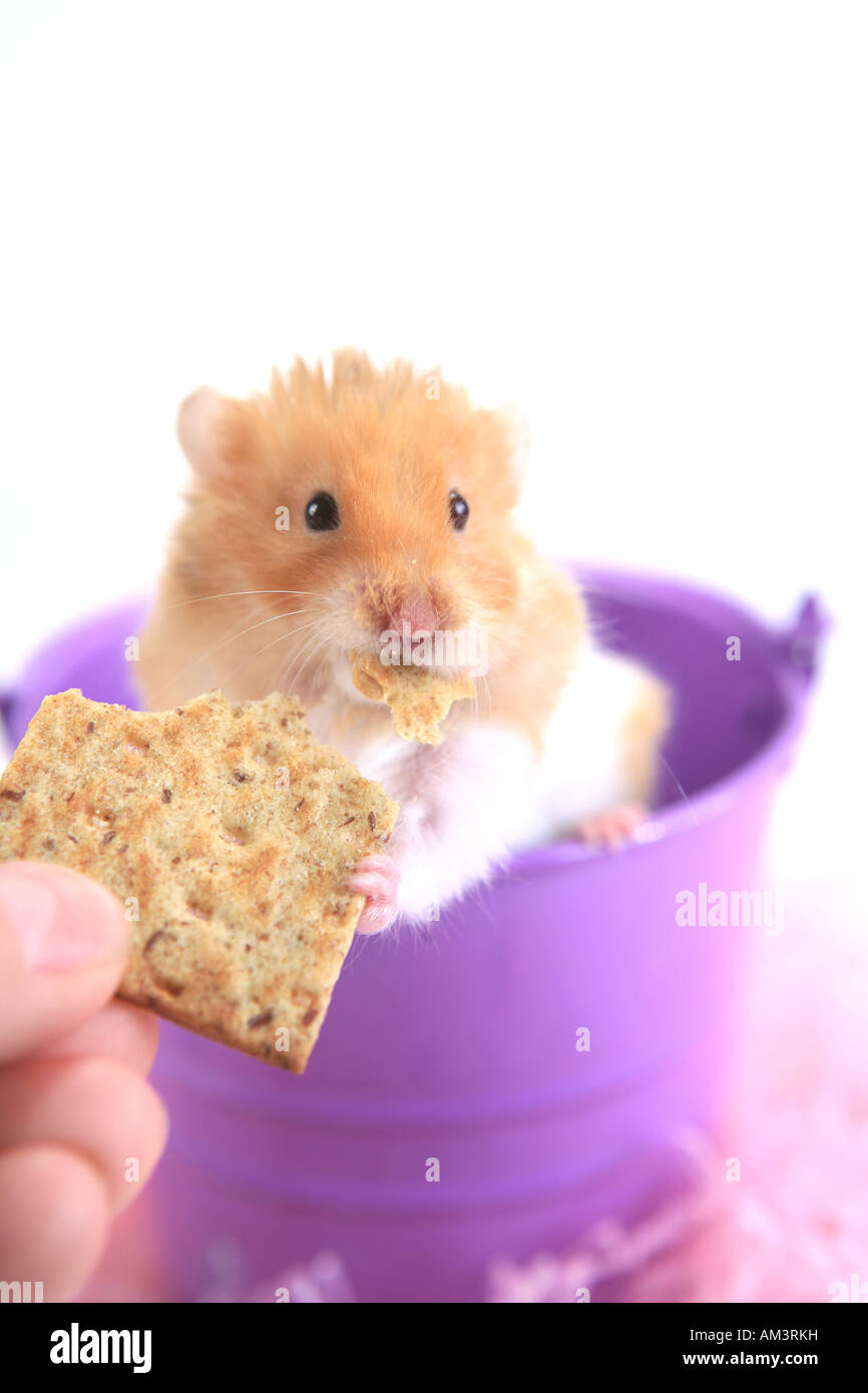 Tan e Orsacchiotto bianco mangiare di criceto cracker isolato Foto Stock