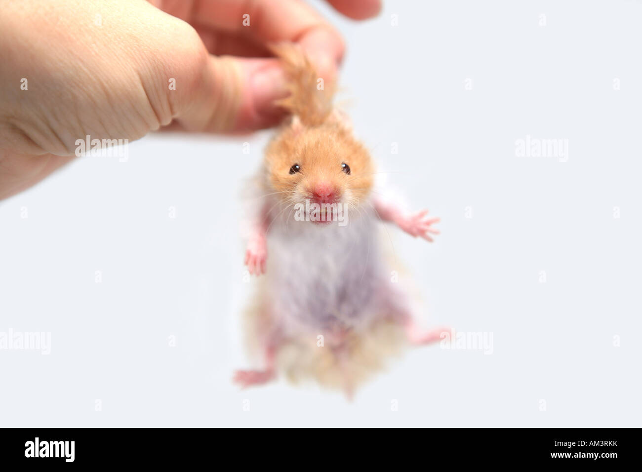 Tan e Orsacchiotto bianco Hamster essendo trattenuto dal pan del collo isolato su bianco Foto Stock
