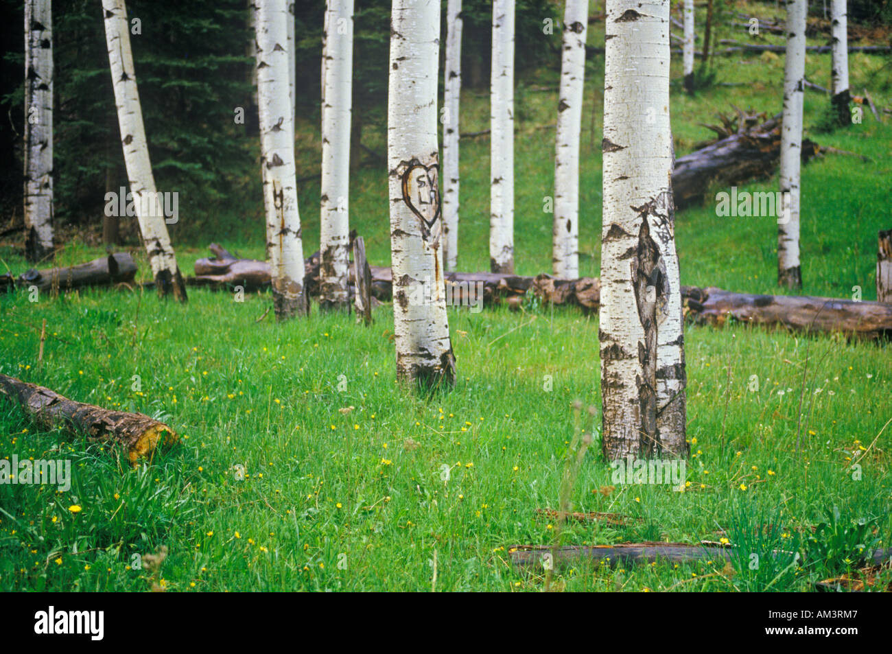 Nero pioppi neri americani Santa Fe National Forest NM Foto Stock